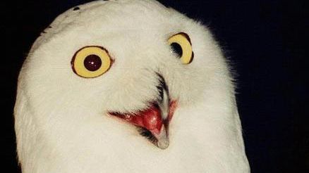 99 rzeczy, które powinieneś zobaczyć w Internecie 1