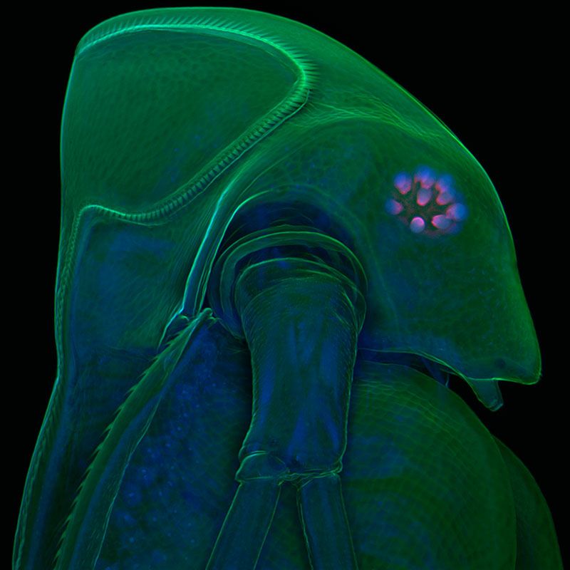 Pchła (Daphnia atkinsoni), fot. Dr. Jan Michels
