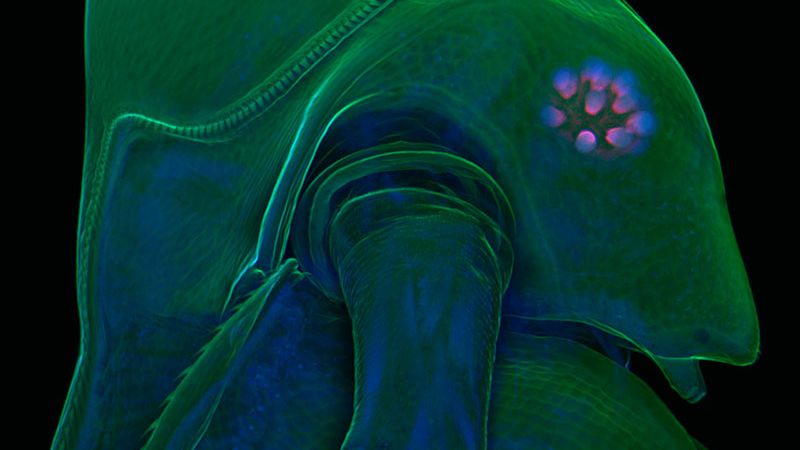 TOP 25 najlepszych fotografii mikroświata [GALERIA] 1