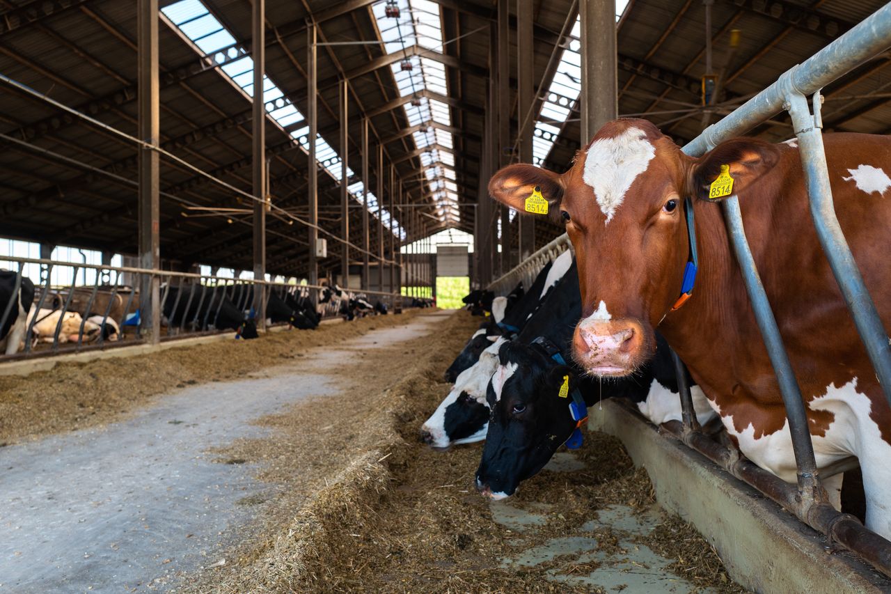 Polska największym importerem mleka i śmietanki z Ukrainy. Są nowe dane