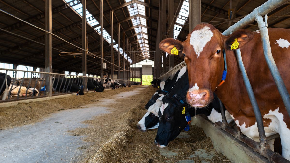 krowa, ferma, mleko, hodowla, zootechnik, weterynarz, lekarz weterynarii, produkcja, obora, farma, weterynaria, zwierzak, opuszczony, fabryka, architektura, budowa, stary, lud, rolnictwa