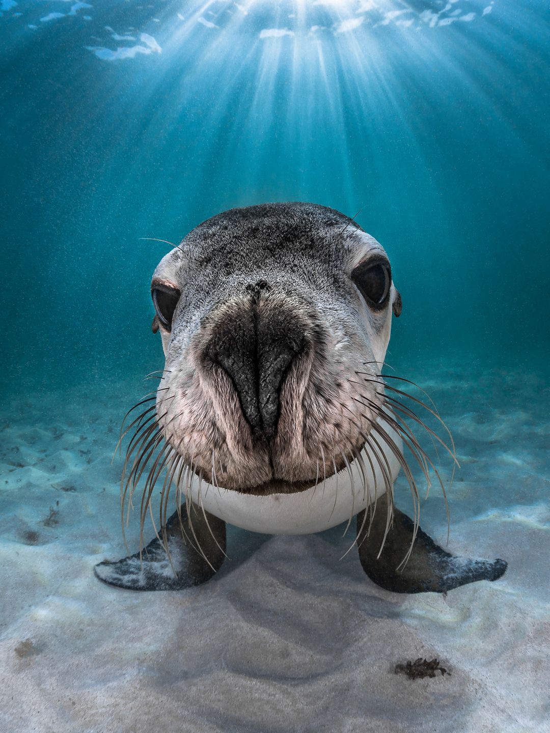 Underwater Photographer of the Year 2018 - niesamowity podwodny świat na wyciągnięcie ręki 12