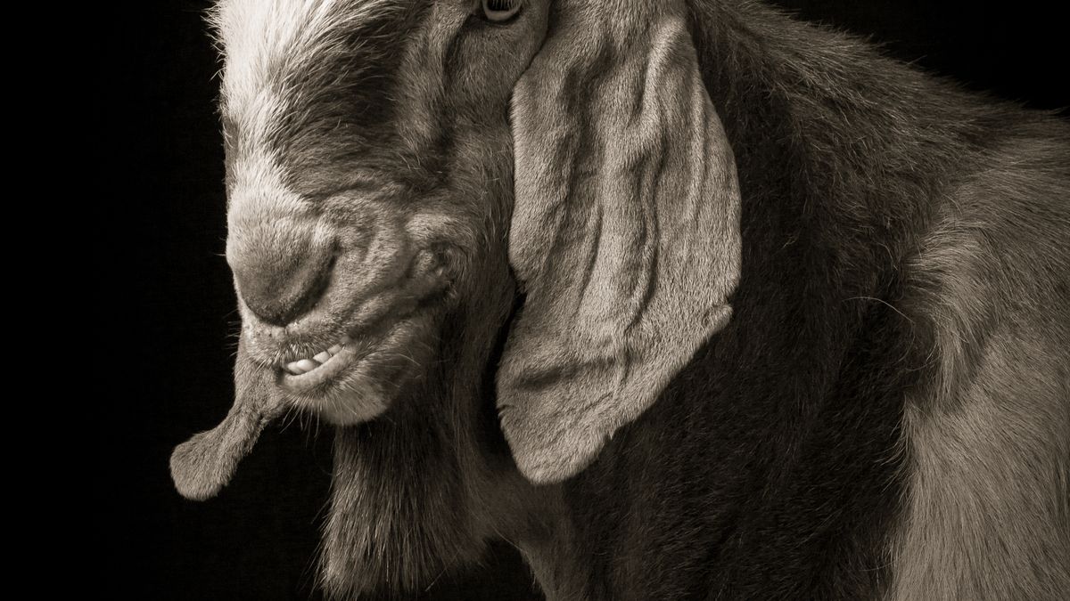 Majestatyczne zdjęcia zwierząt hodowlanych to coś, czego jeszcze nigdy nie widzieliśmy. Są świetne! 1