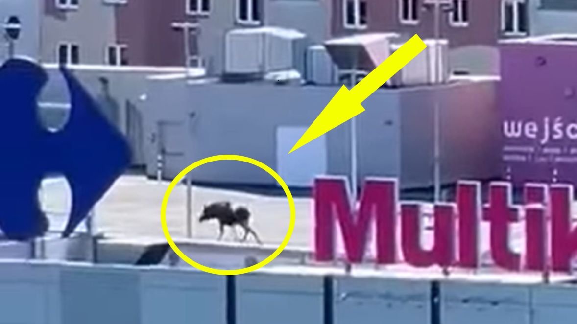 Łoś spacerował po dachu galerii handlowej w Elblągu 