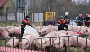 Przewrócona ciężarówka ze świniami. Zwierzęta są badane przez weterynarza