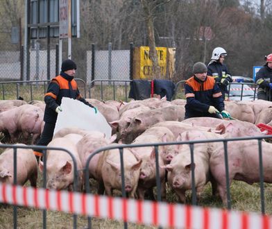 Przewrócona ciężarówka ze świniami. Zwierzęta są badane przez weterynarza