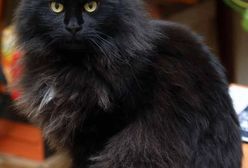 Kraków: Kot Włodek odnaleziony. Szukało go całe miasto