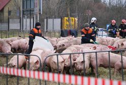 Przewrócona ciężarówka ze świniami. Zwierzęta są badane przez weterynarza