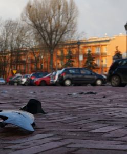 Dąbrowa Górnicza: kierowca terenowego BMW staranował 11 aut