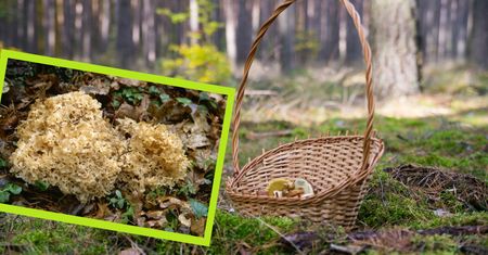 Ten grzyb podbija lasy. Niesamowicie smaczny, ale nie da się na nim zarobić