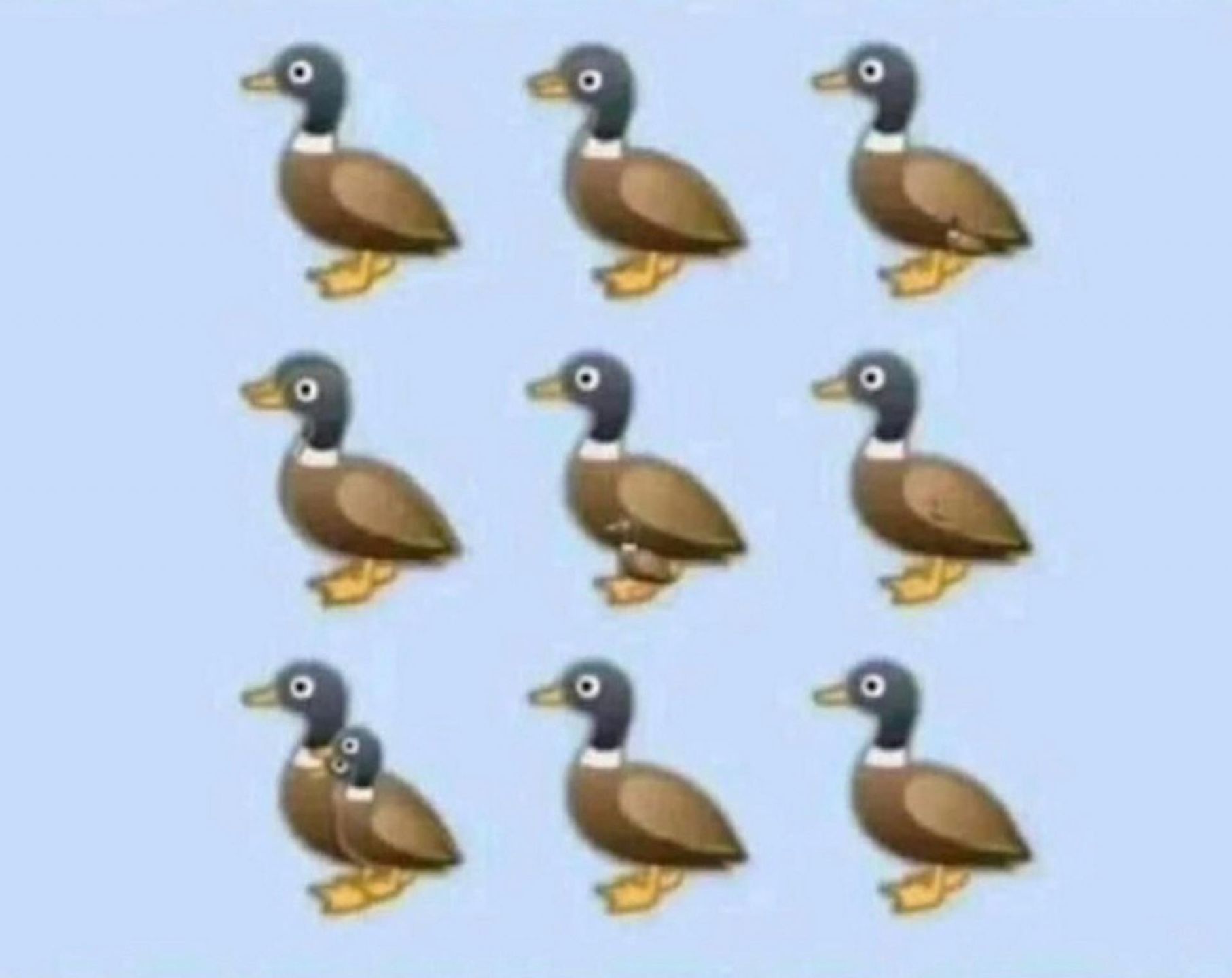 Test obrazkowy. Ile kaczek widzisz na obrazku?