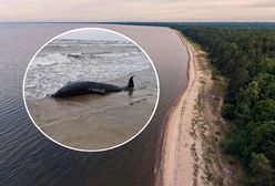 Martwy delfin na bałtyckiej plaży. W tym miejscu nie powinno go być