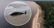 Martwy delfin na bałtyckiej plaży. W tym miejscu nie powinno go być