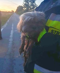 Jej pies tonął w worku. Teraz właścicielka chce go z powrotem