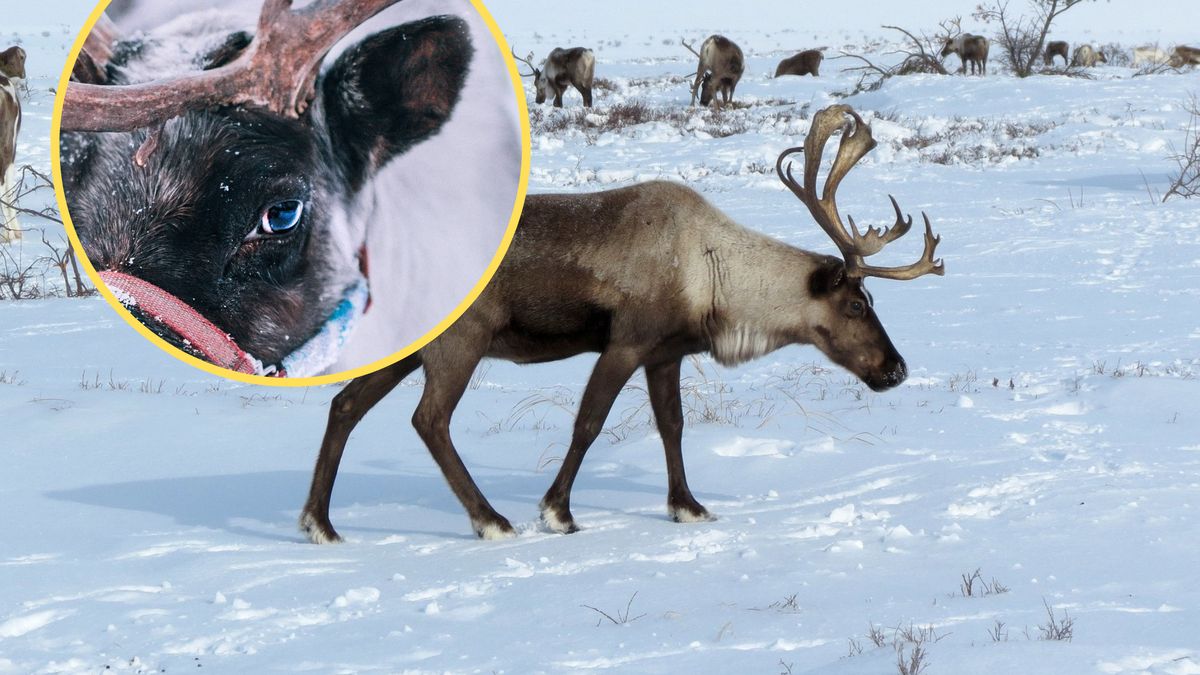 Renifery przechodzą zaskakującą przemianę