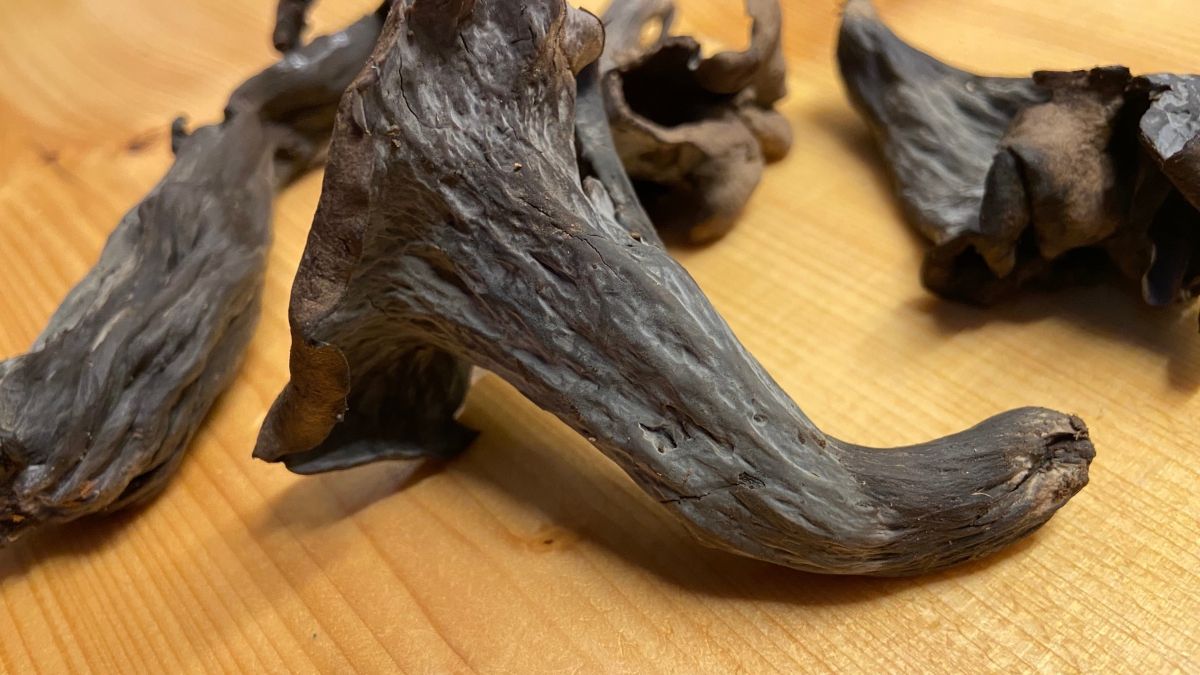 Craterellus cornucopioides, czyli lejkowiec dęty