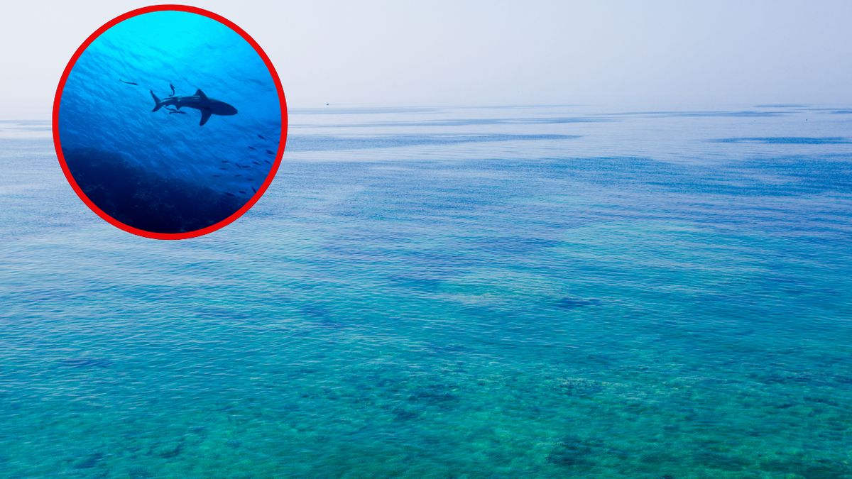 Czy rekiny w Chorwacji to normalność?