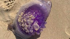 ”Fioletowa galareta” znaleziona na plaży