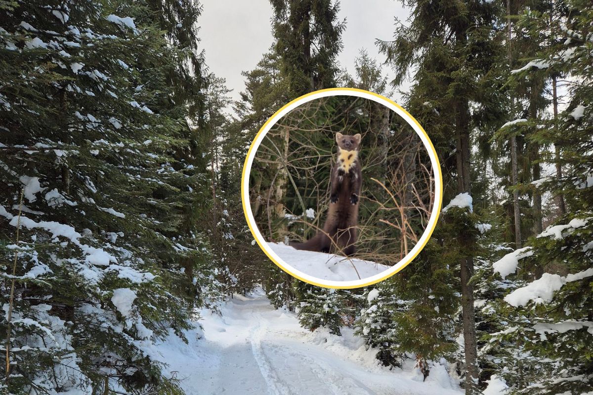 Nagle wyskoczyła z zaspy. Niezwykły widok w lesie. To nie wytwór AI