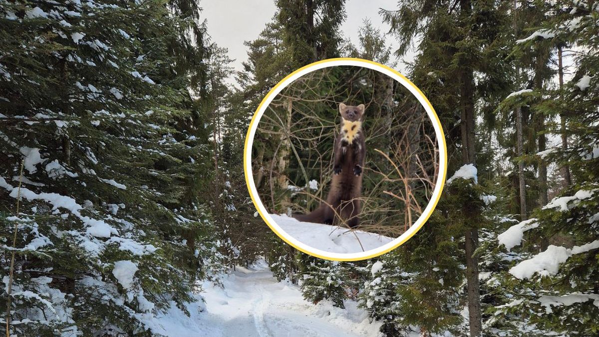 Kuna leśna w zimowej odsłonie