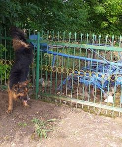 Olszanka. Pies nadział się na ogrodzenie i zawisł. Pomogli strażacy