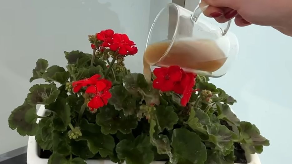 Nawóz do pelargonii