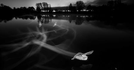 Nietoperz podczas polowania - zwycięskie zdjęcie British Wildlife Photography Awards 2018