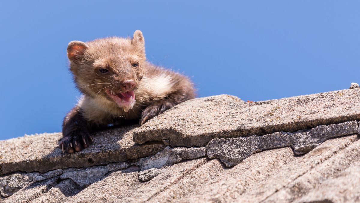 Jak odstraszyć kuny?