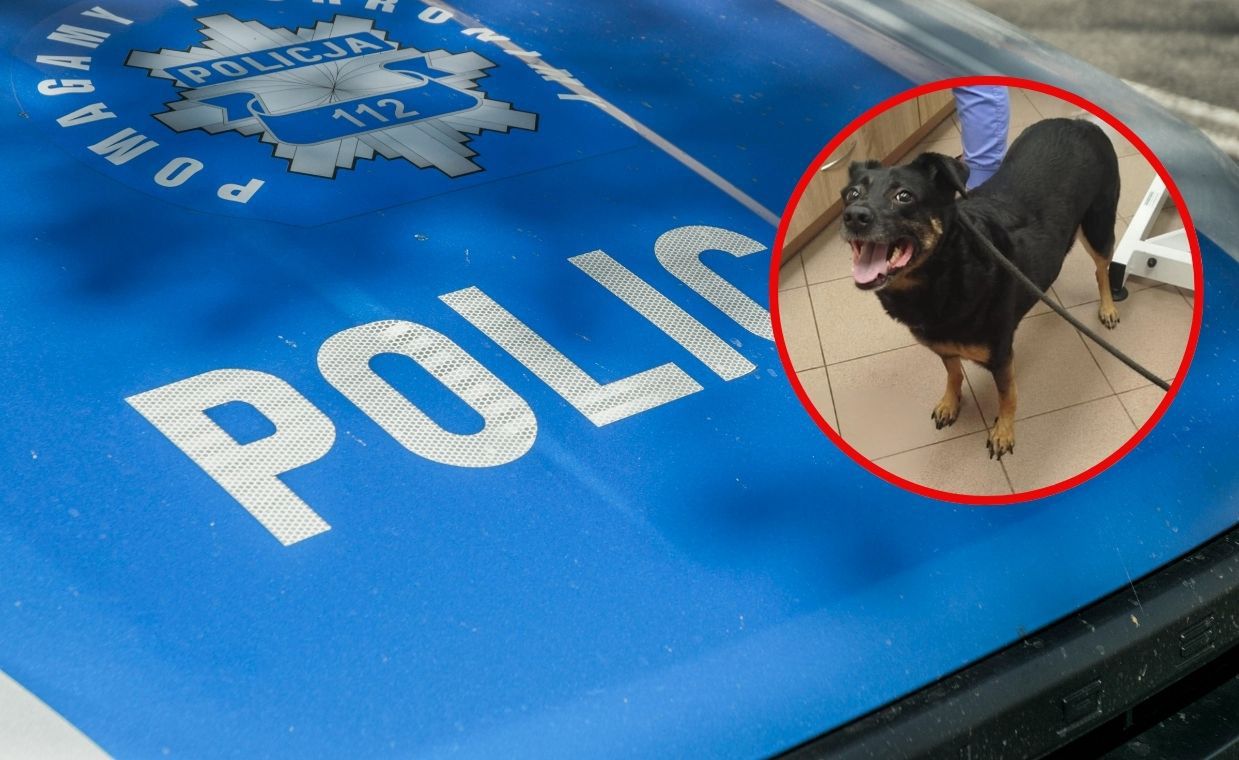 Właściciel nie żył. Policja interweniowała i uratowała psa