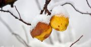 Skoki temperatur nie cieszą ogrodników. Może zabraknąć owoców?