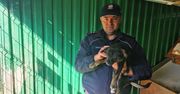 Dłutów: Podrzucił szczeniaka sąsiadom. Sprawą zajmie się sąd