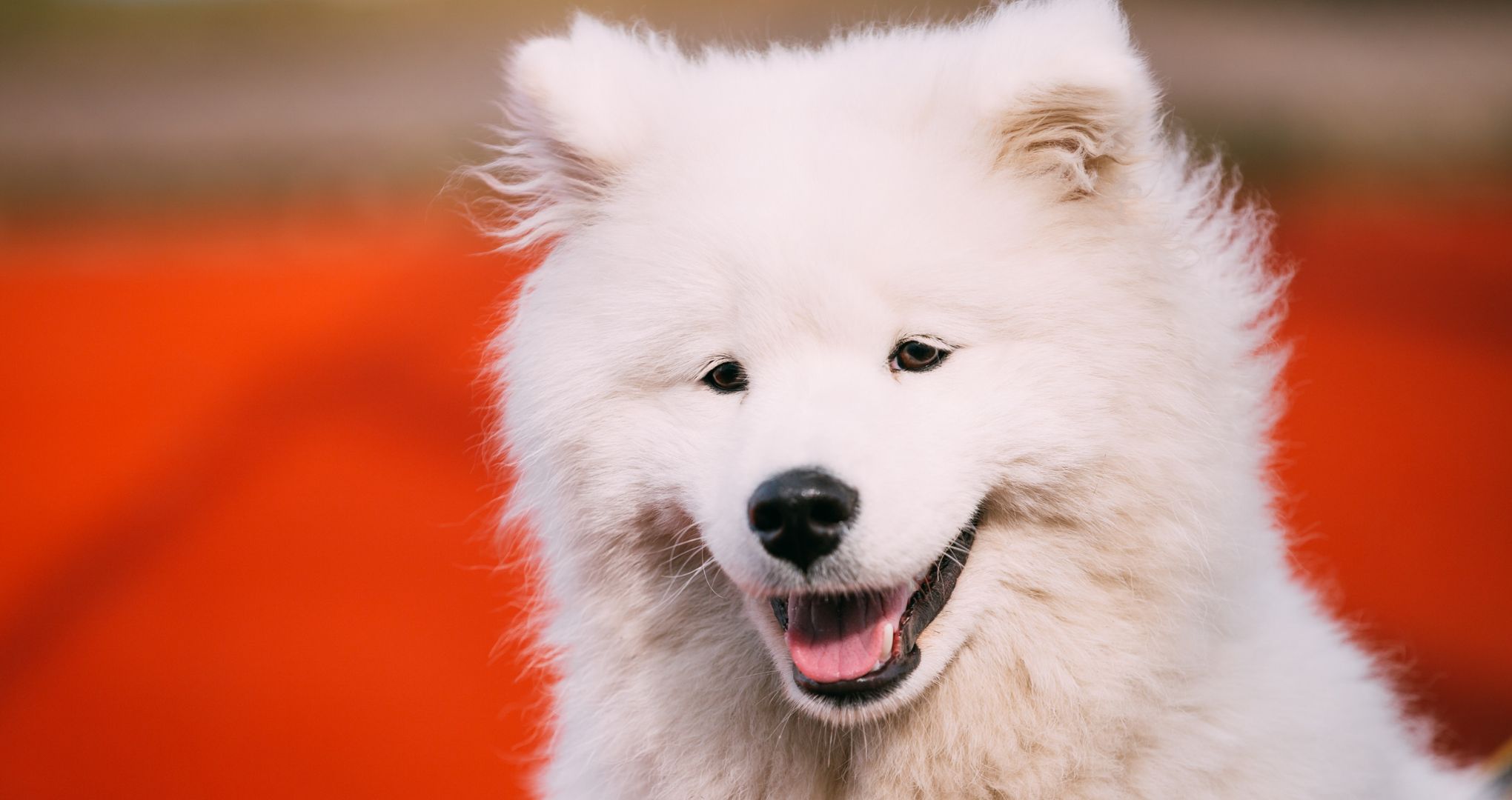 Czy samoyed jest groźny?