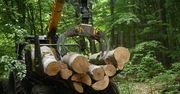 Cudzoziemcy kupują lasy? Jest reakcja rządu