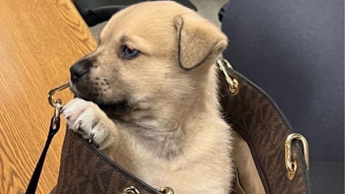 w trakcie ucieczki wyrzucili z samochodu szczeniaka