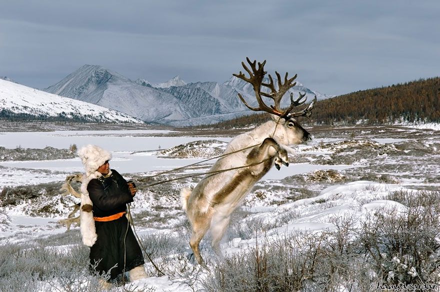 Fotograf nie tylko wykonał cykl spaniałych zdjęć, ale nakręcił też film pt. „The Reindeer People”, w którym śledzi losy jednej z rodzin w czasie migracji.