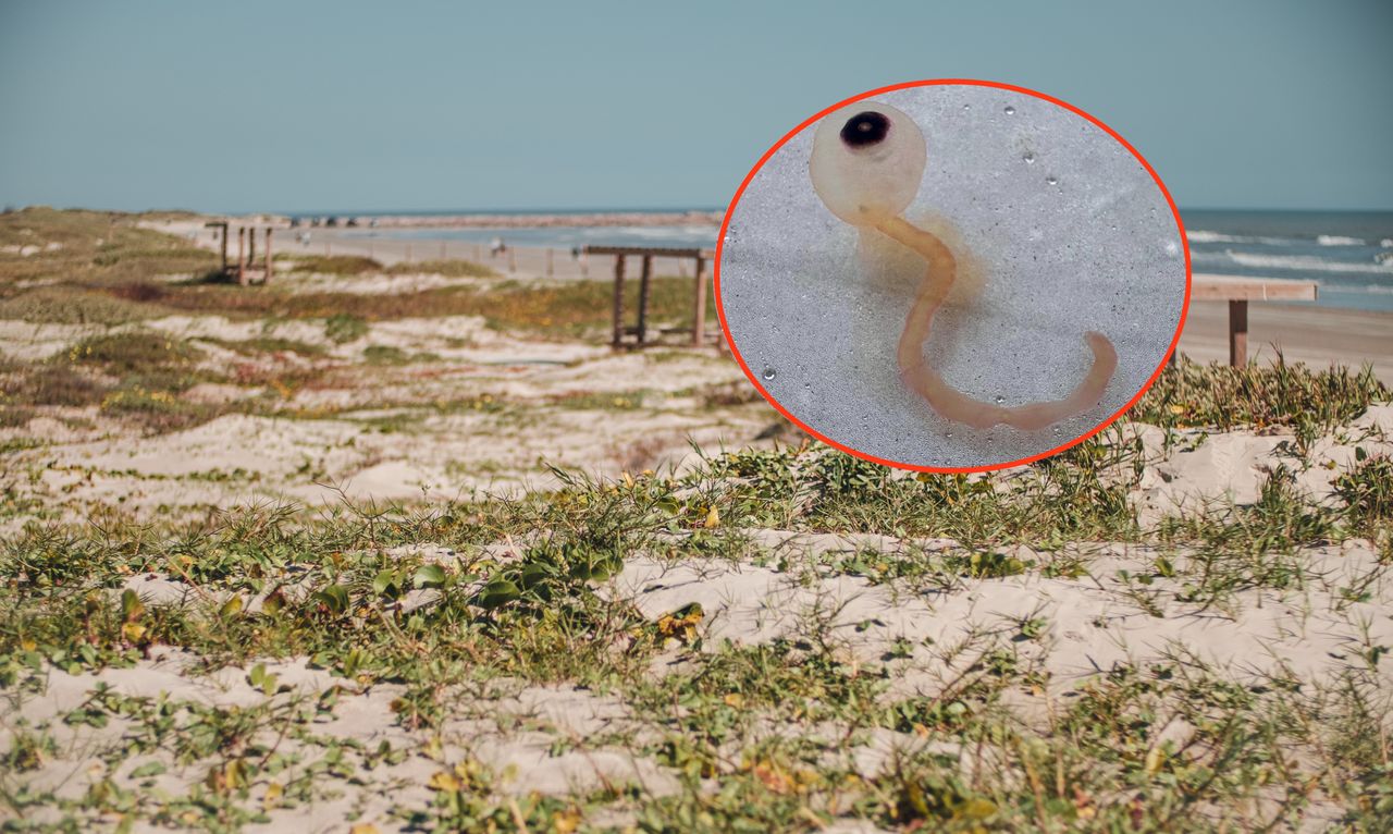 Znaleźli na plaży "potwory spaghetti". Wyglądają jak gałki oczne