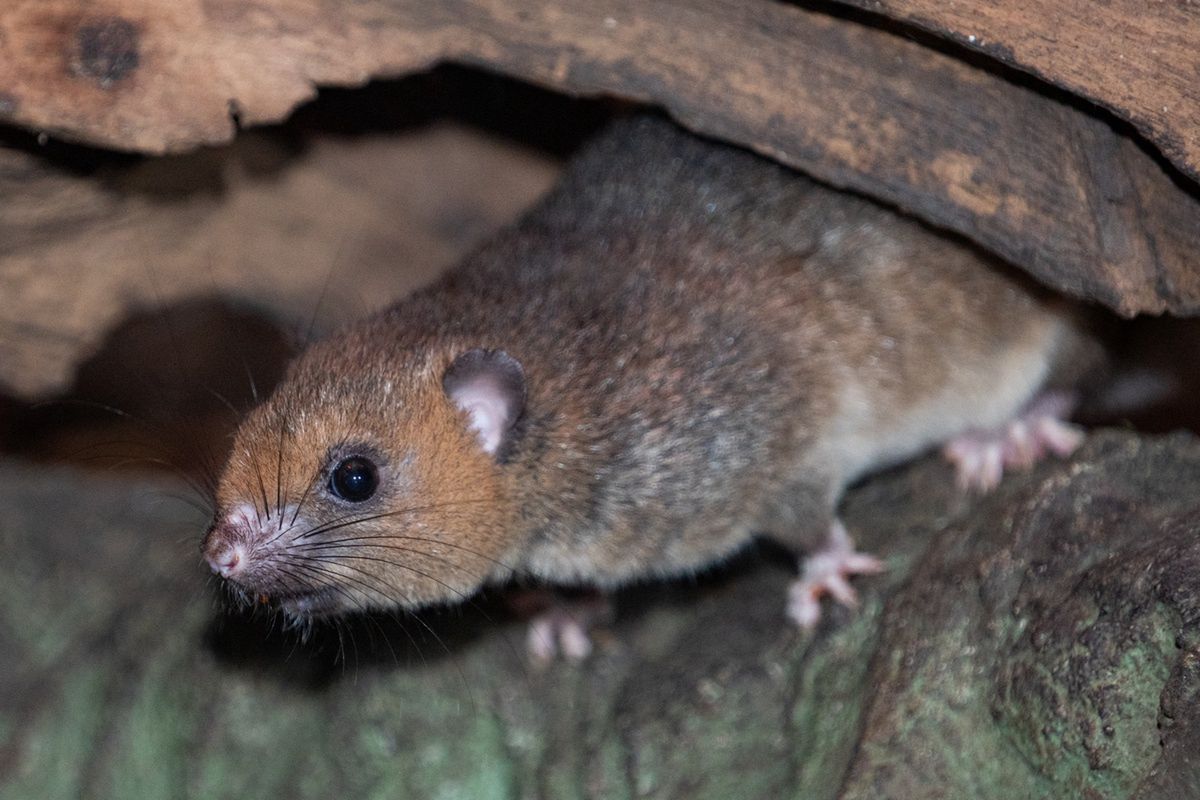 Wrocławskie ZOO. Madagaskar ma nowych mieszkańców. To sympatyczny białoogoniasty szczurek owocożerny - szerokostopek 