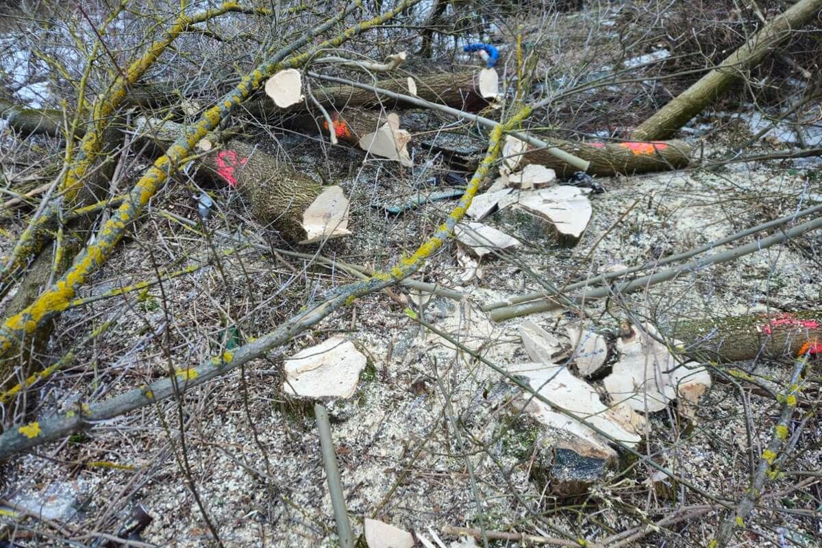 Wycinka drzew na rogatce warszawskiej