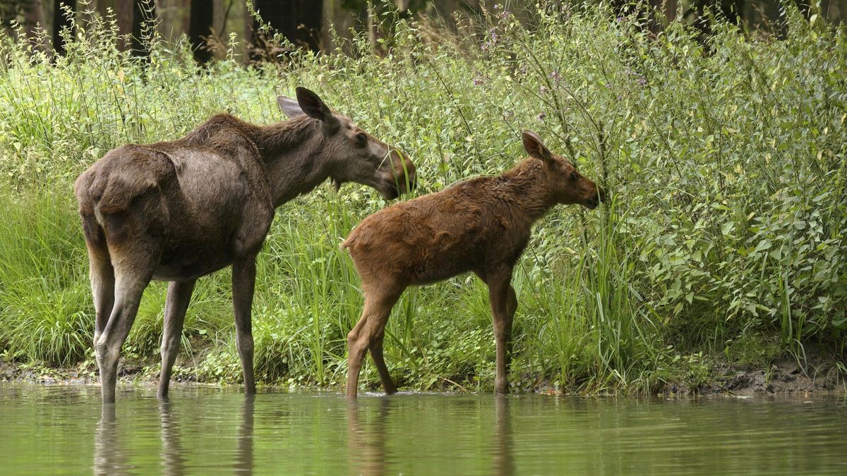 Radius Images Pub 44 2014 February
Moose (Alces alces) Mother with Calf, Germany
