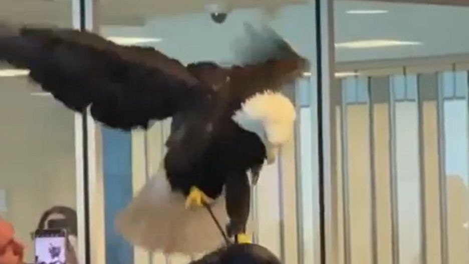 Bielik zaskoczył innych pasażerów 