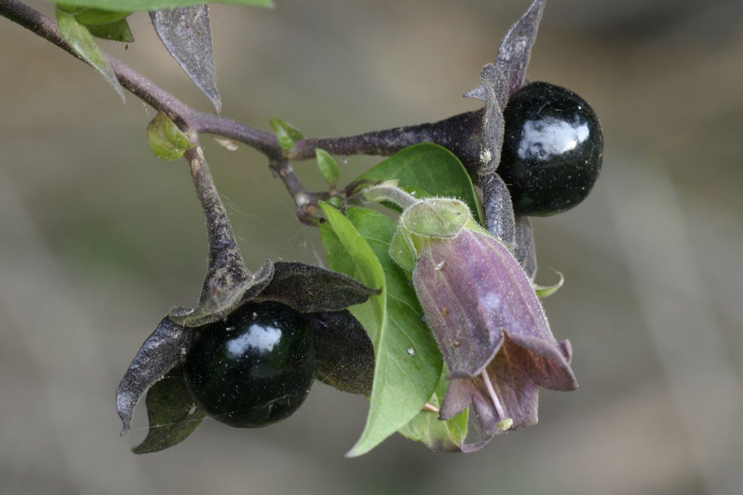 Owoc polskiego lasu, który może uśmiercić. Uważaj na "belladonnę"