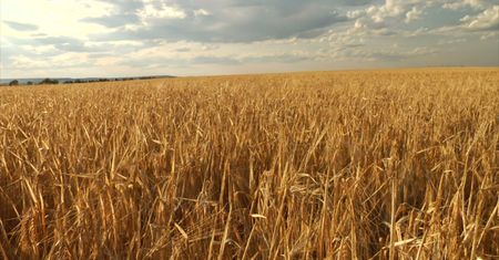 Zaskakujące odkrycie. Nasi przodkowie jadali mało mięsa