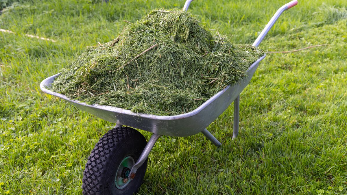 Jak zadbać o trawnik przed zimą?