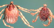 Niemcy są w szoku. Odkryli nowy gatunek kleszcza-giganta. Przenosi choroby