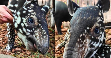 Pierwszy tapir malajski w Polsce. Trudno oderwać wzrok od tego malucha