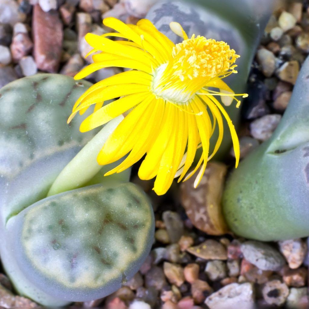 Lithops