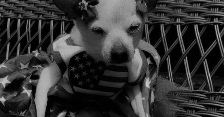 Najstarszy pies świata nie żyje. Smutne wieści z USA