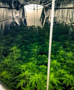 Rozbity gang. Tworzył laboratoria narkotyków i plantacje marihuany, sprowadzał środki z Holandii