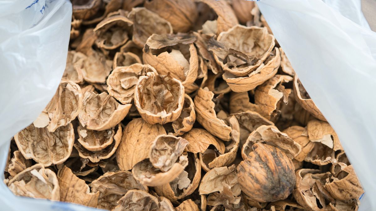 Łupiny orzechów włoskich