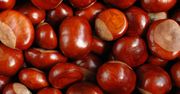 Właściwości kasztanów. To naturalne lekarstwo na problemy z jelitami. Szybko też zregeneruje wątrobę
